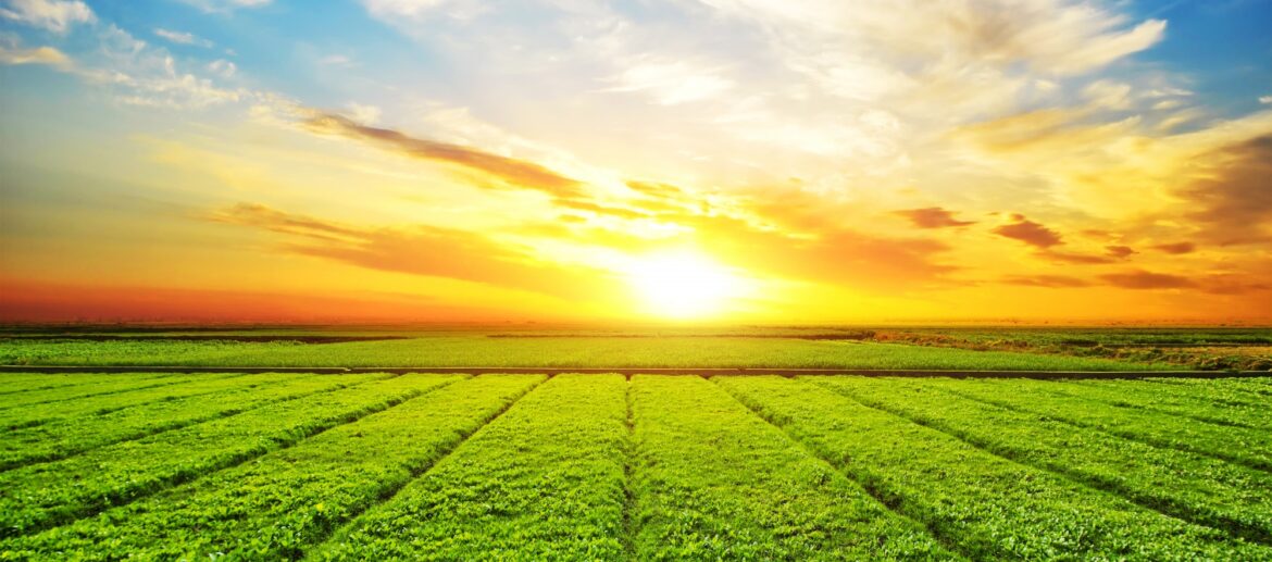 sunny-meadow-landscape